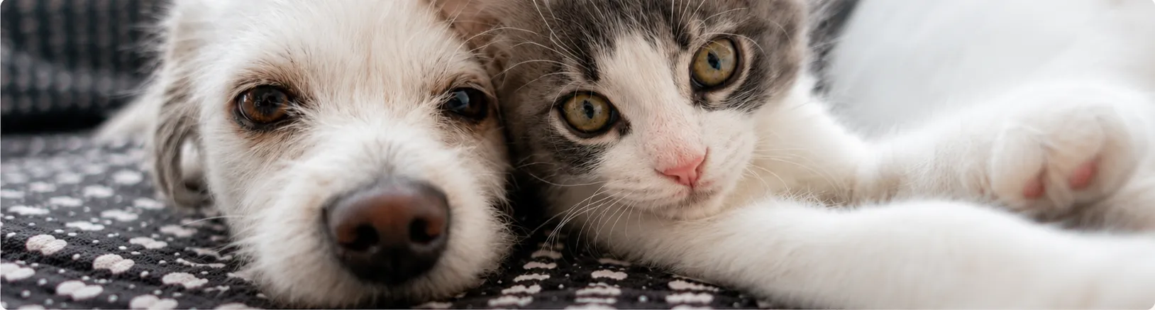 Cat health guide
