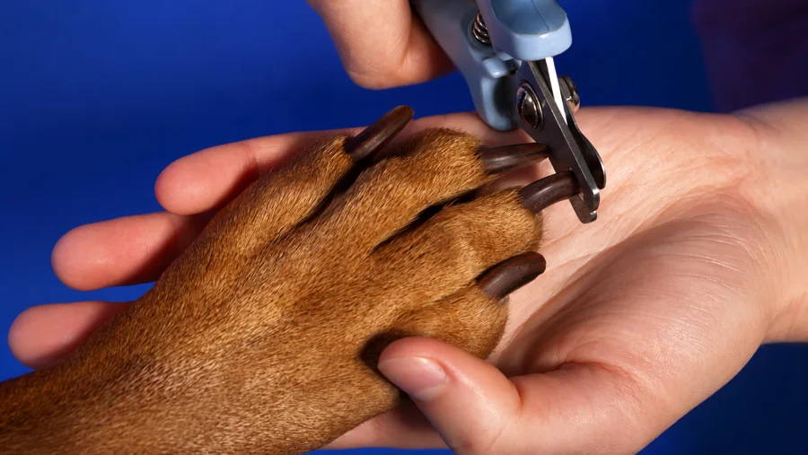 Dog nail trim
