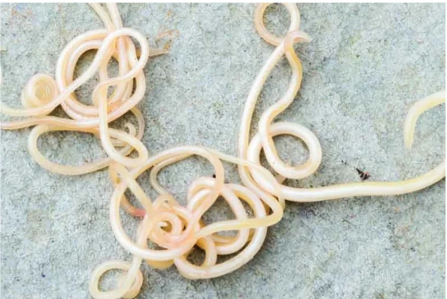 What dog worms look like